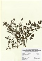 藏品(水芹菜)的圖片
